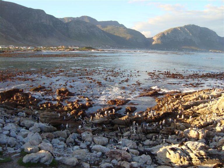 Bettys Bay Accommodation