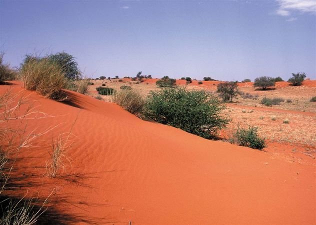 Kalahari dunes