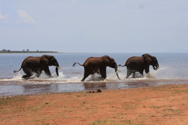 Elephants of Lake Kariba