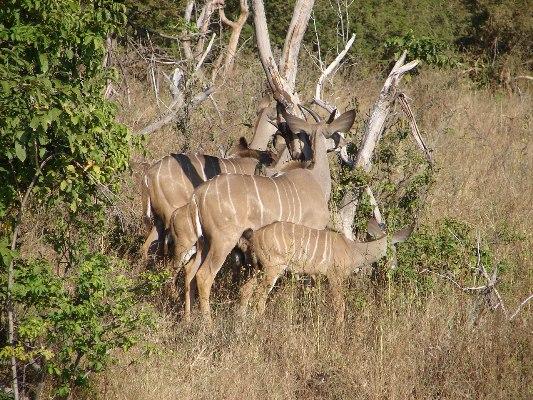 Kasane Accommodation