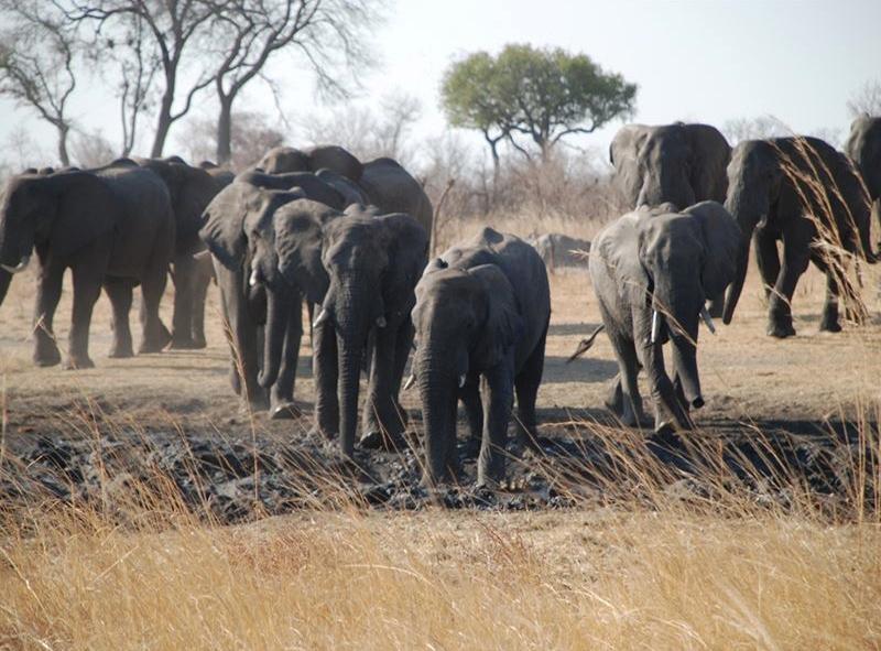 Hwange National Park Accommodation