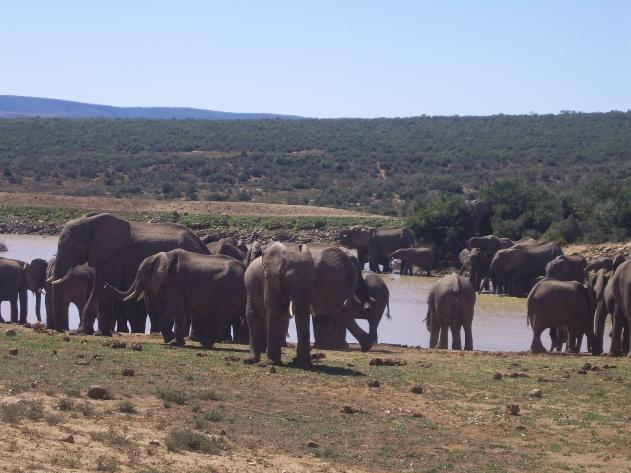 Addo Accommodation