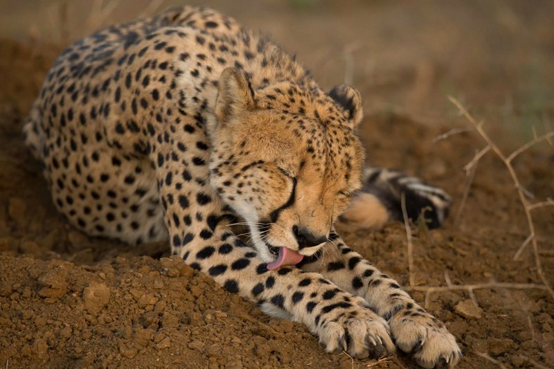 Cheetah at Madikwe River Lodge