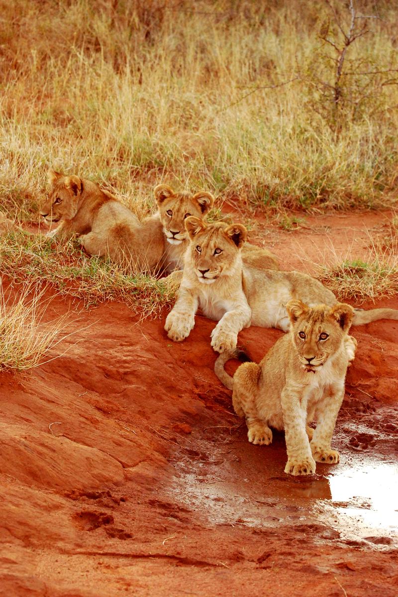 Madikwe Game Reserve