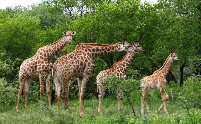 Marloth Park Accommodation. Experience Marloth Park's Unique Holiday Havens.