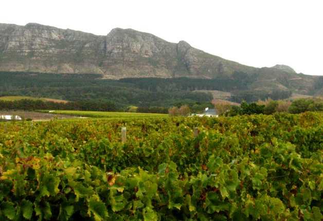 Constantia Self-catering