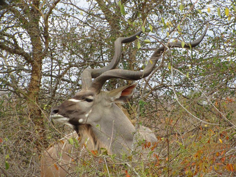 Kudu bull in Kruger National Park