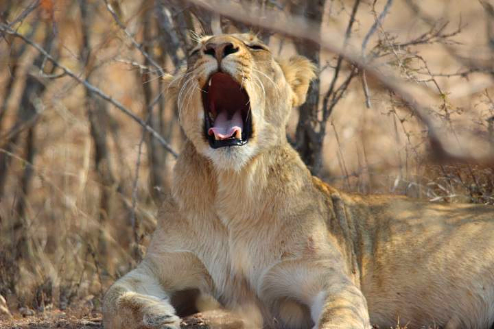 Lion yawning in Kruger National Park