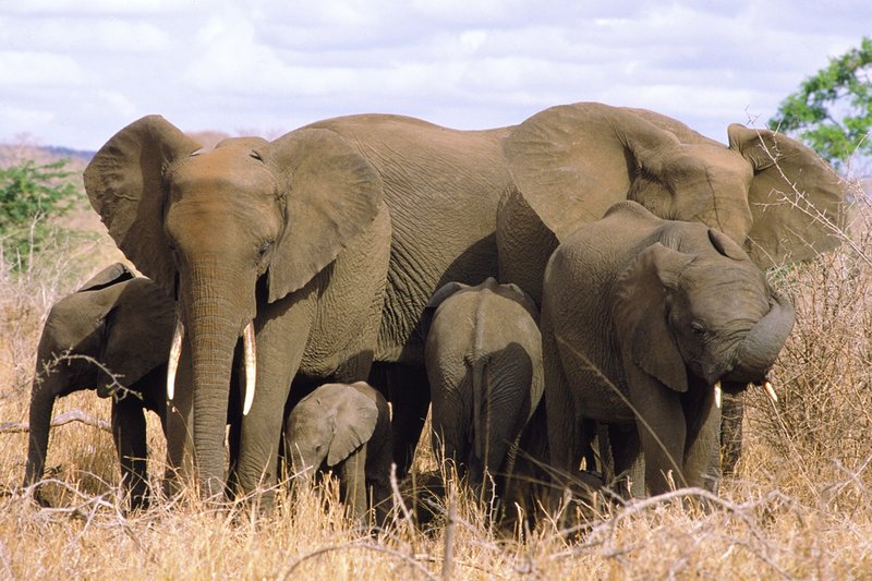 Kruger elephants