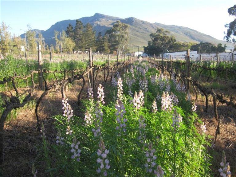 Bot River Accommodation