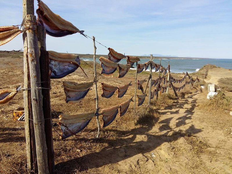Fish drying on the West Coast