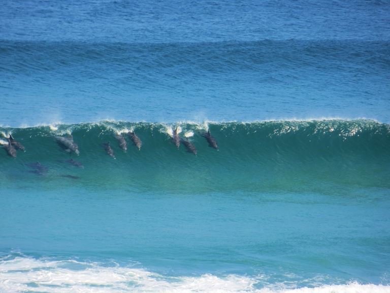 Dolphins surfing waves at Seaview