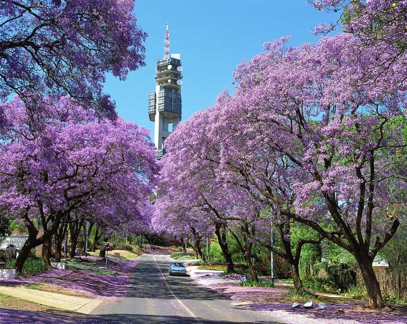 Jacaranda blossoms, Pretoria