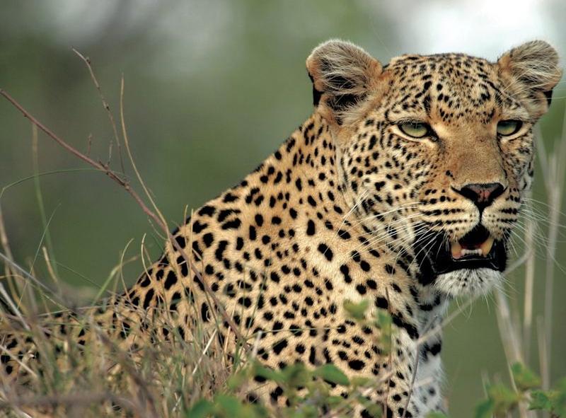 Sabi Sand Reserve Accommodation