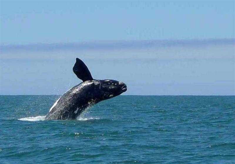 Whale Coast Accommodation