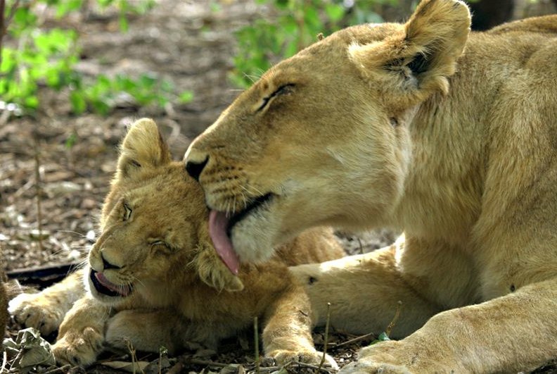 Kafue National Park lioness and cub
