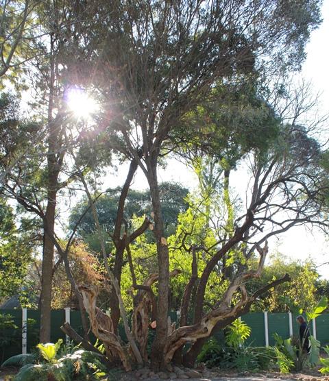 Olivedale Self-catering