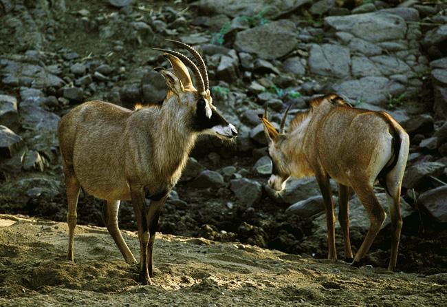 Mapungubwe National Park