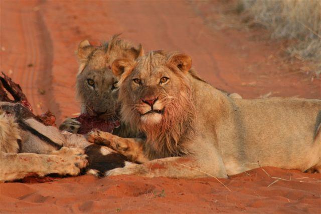 Kgalagadi National Park Accommodation