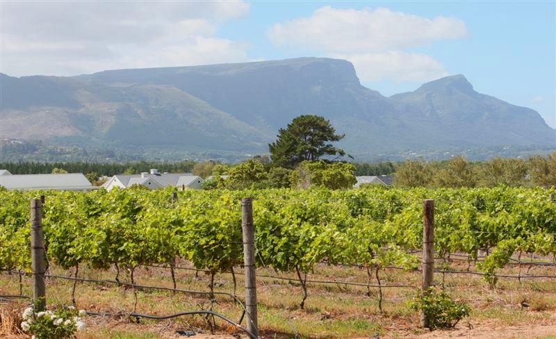 Steenberg Travel Guide