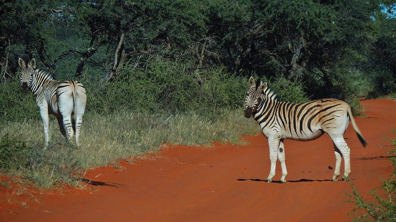 Zebras in Mokala National Park
