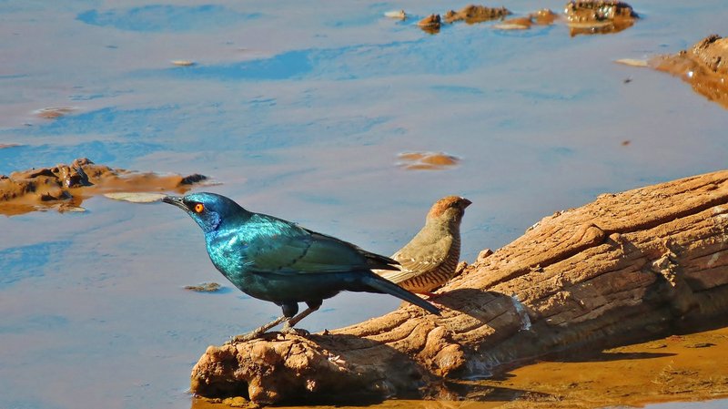 Glossy starlings, Mokala National Park