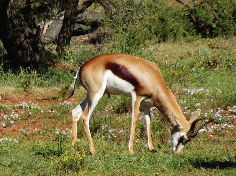 Springbok, Mokala National Park