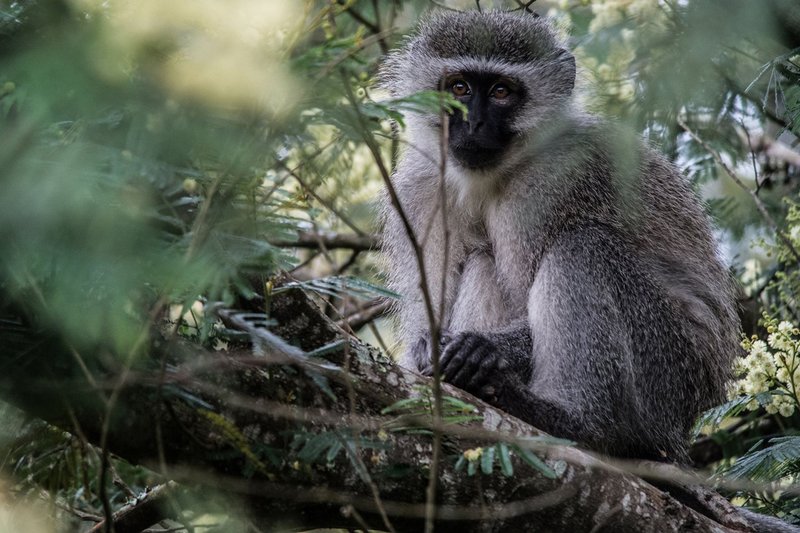 Vervet monkey, Kragga Kamma Game Park