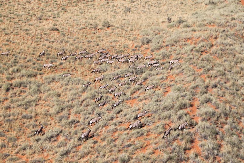 Gemsbok galloping across the Kalahari