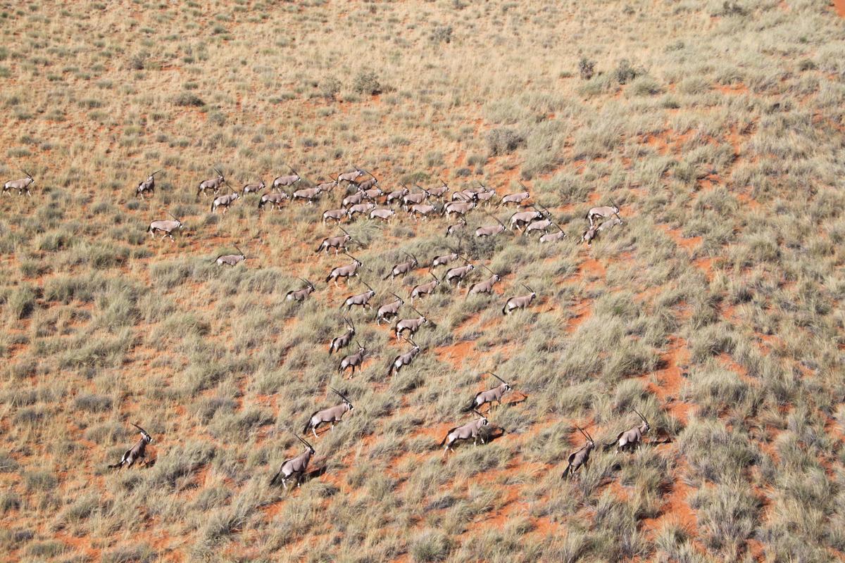 Kalahari (South Africa)