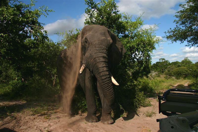 Tembe Elephant Park Camping/Caravanning