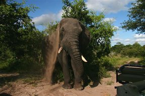 Tembe Elephant Park Accommodation