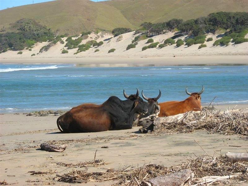 Mdumbi Beach Accommodation