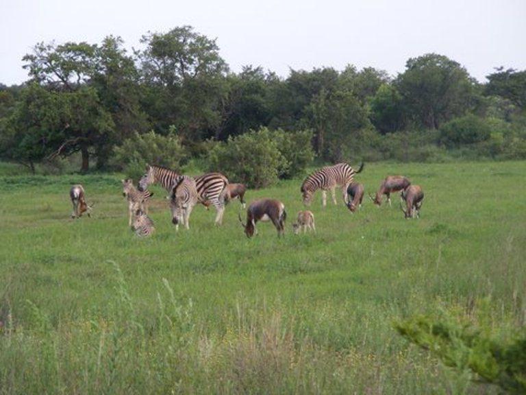 Magalies Wild Game Farm | Magaliesburg Accommodation