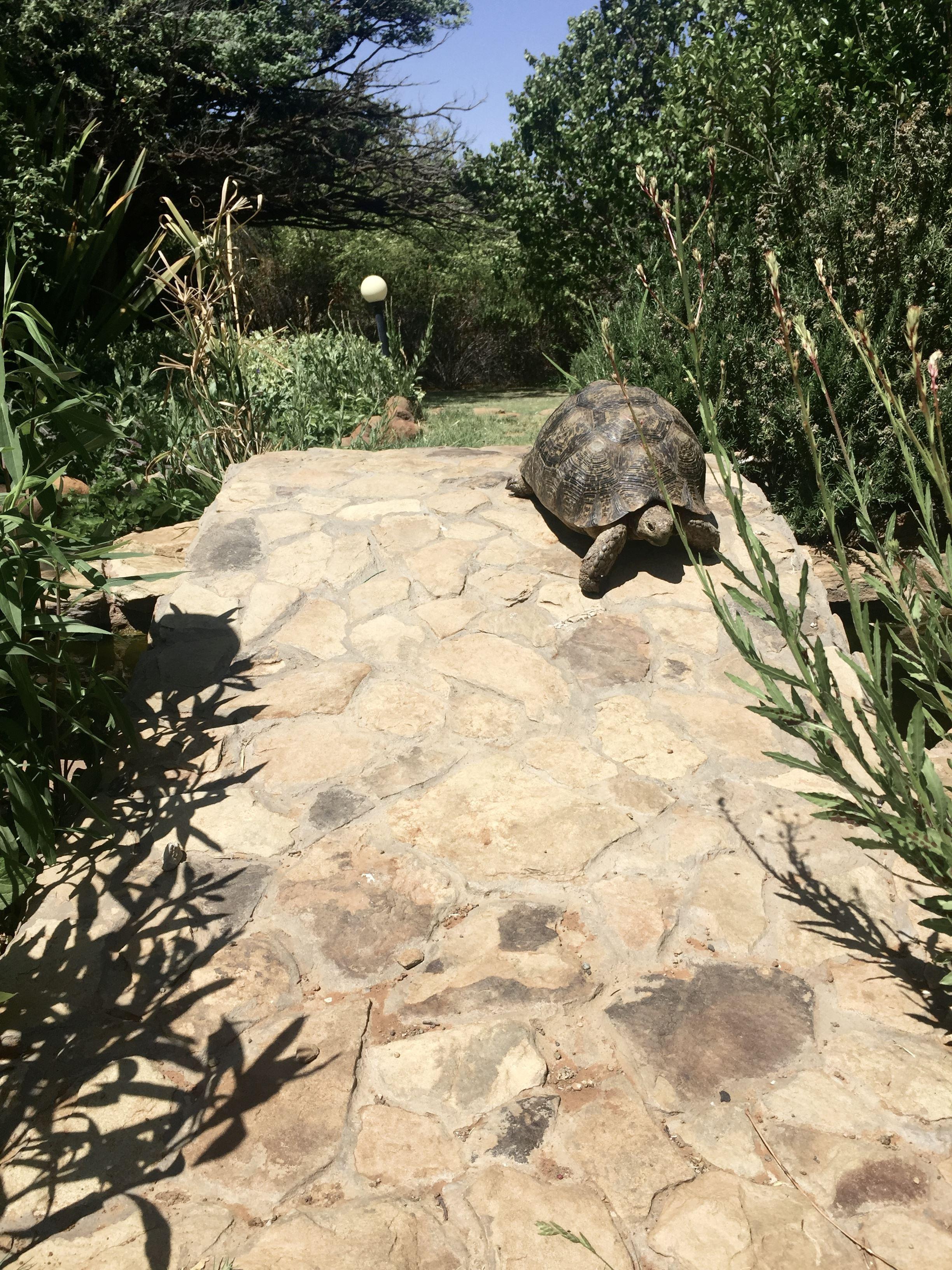 Rondefontein Guest Farm | Accommodation Springfontein