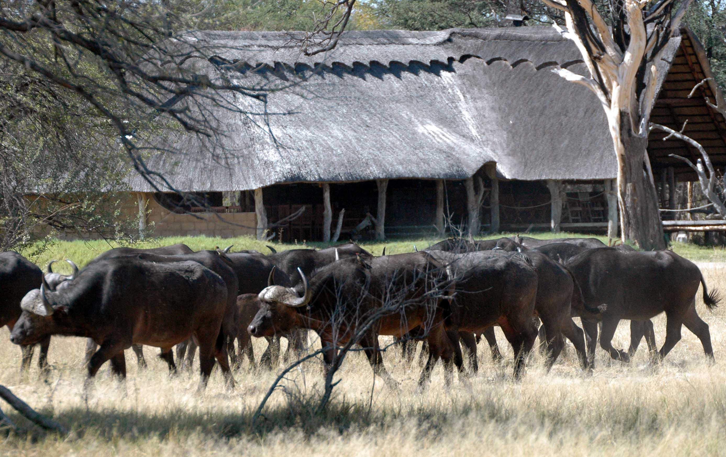 Bomani Safari Camp | Hwange Accommodation