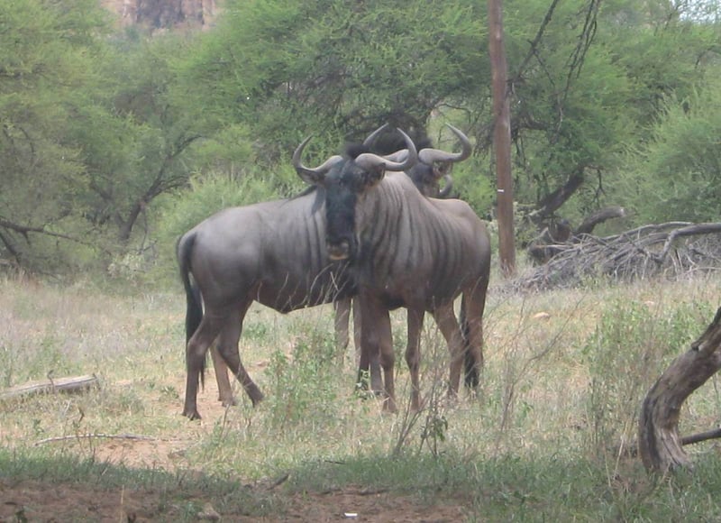 tokwe safaris