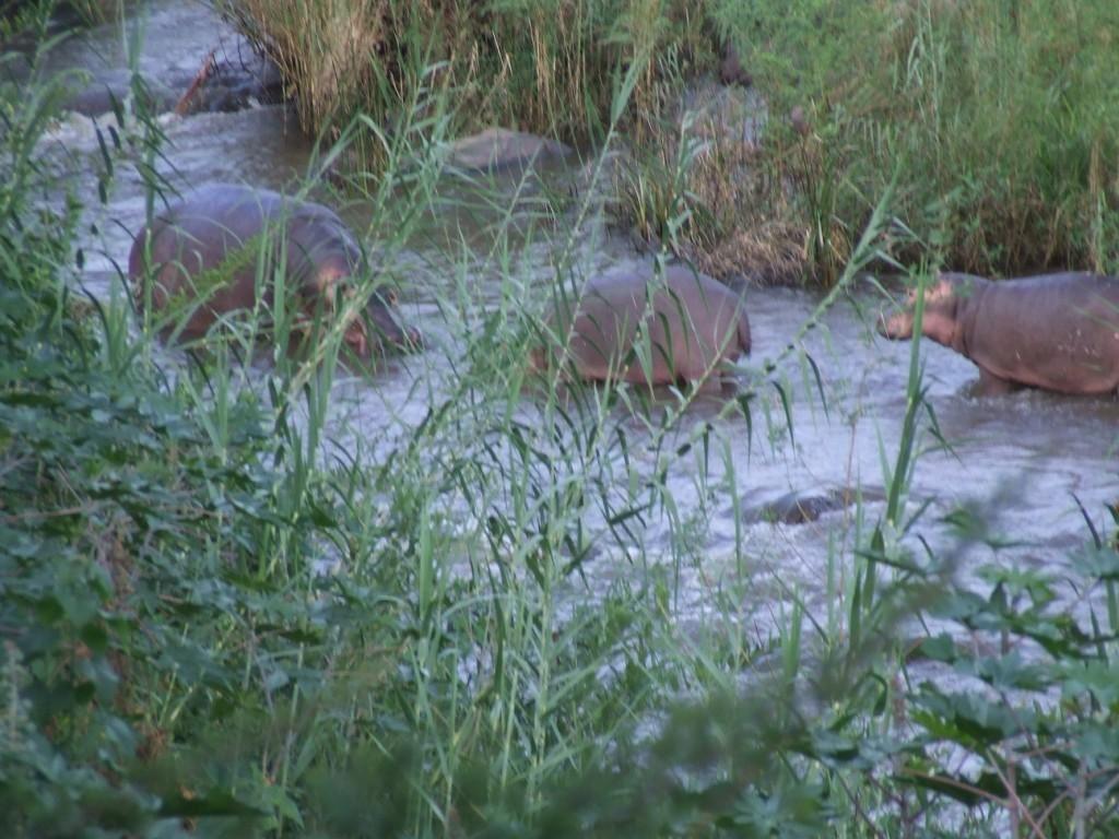 Lukafrica Riverside Chalets & Safaris