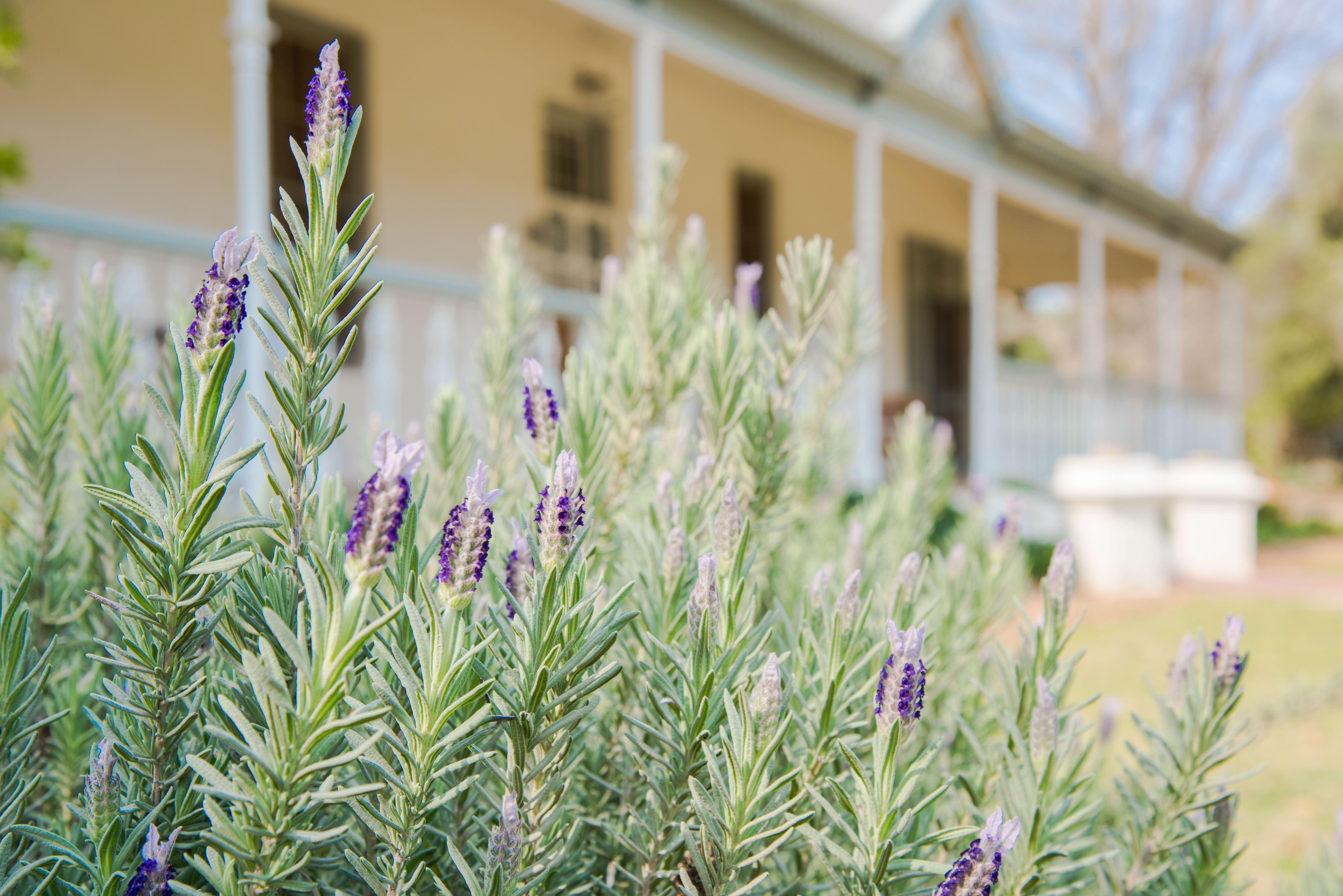Esperance Farmstay - Manor House | Worcester Accommodation