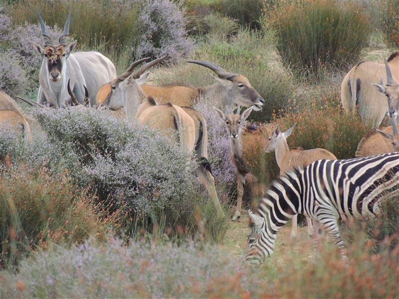 Redelinghuys Accommodation