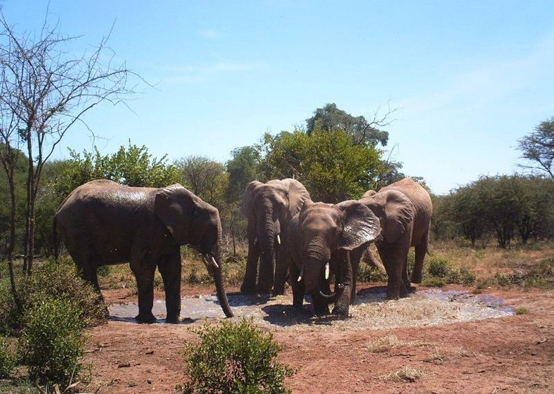 Elephants at Dinokeng Game Reserve