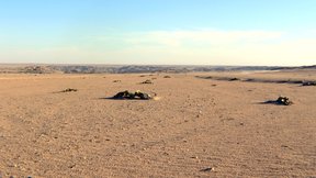 The Namib plains of the endemic Welwitschia mirabilis