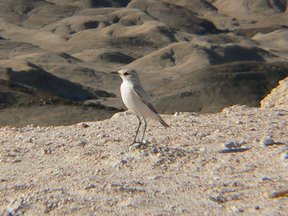 Desert adapted bird
