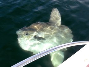 Sunfish can be seen along the Skeleton Coast