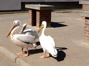 Pelicans in Swakopmund
