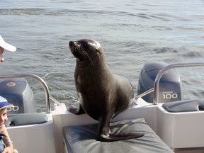Cape fur seal hitching a ride in Walvis Bay Lagoon