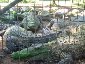 Crocs gathering for their feeding time