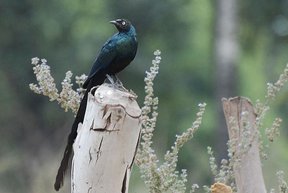 Long-tailed Glossy Starling