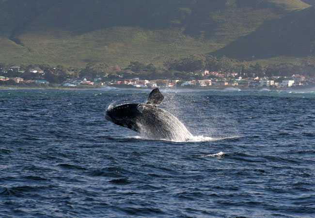 Hermanus