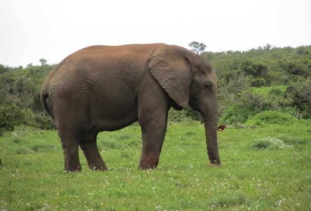 Addo Elephant National Park